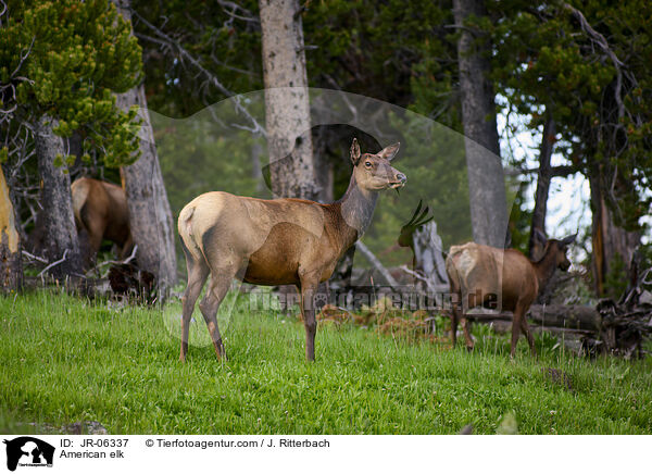 Wapiti / American elk / JR-06337