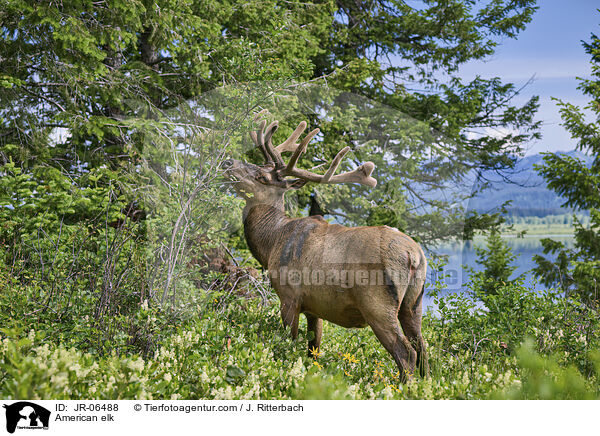 Wapiti / American elk / JR-06488
