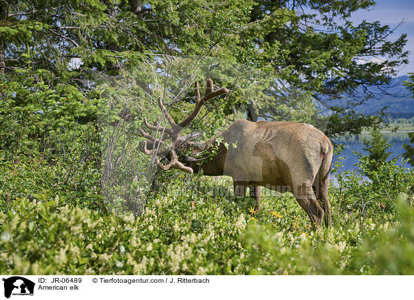 American elk / JR-06489