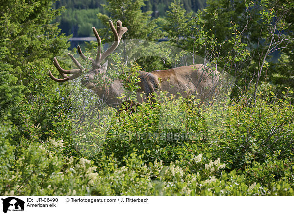 Wapiti / American elk / JR-06490