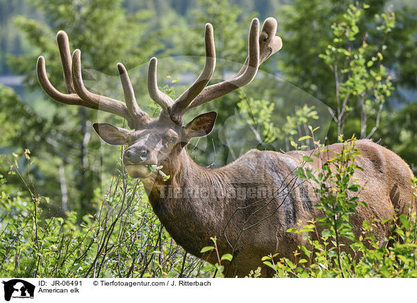 Wapiti / American elk / JR-06491