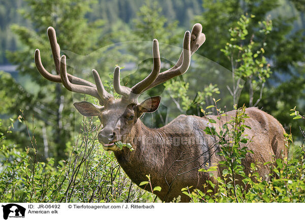 Wapiti / American elk / JR-06492