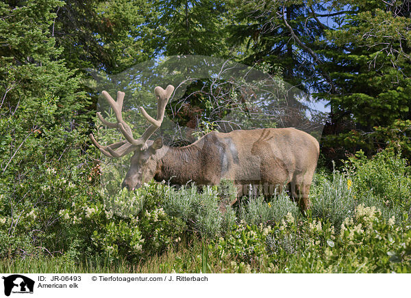 Wapiti / American elk / JR-06493