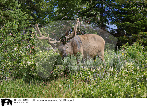 American elk / JR-06495
