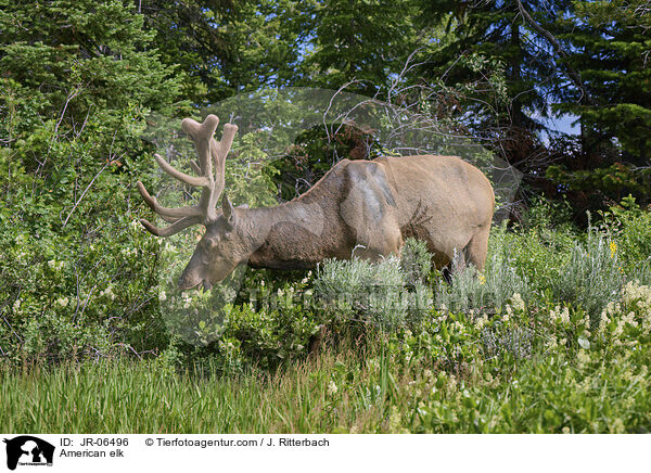 Wapiti / American elk / JR-06496