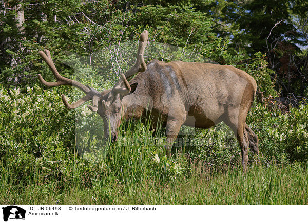 Wapiti / American elk / JR-06498
