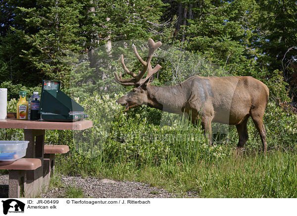 Wapiti / American elk / JR-06499