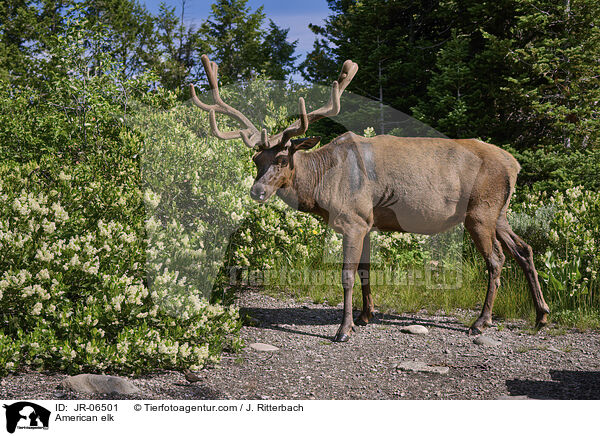 Wapiti / American elk / JR-06501