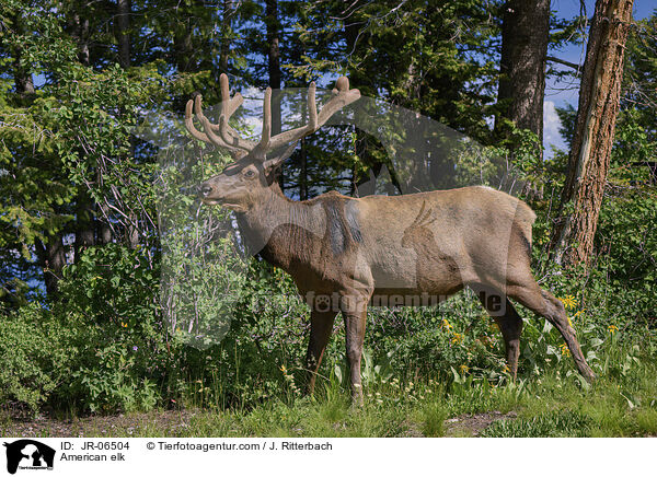 Wapiti / American elk / JR-06504