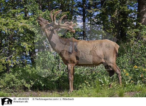 American elk / JR-06505
