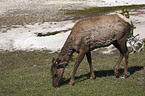 elk