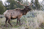 elk