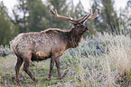 elk