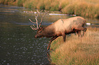 Wapiti