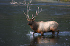 Wapiti