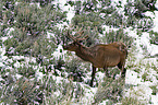 American elk