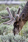 American elk