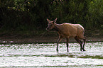 American elk