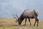 American elk