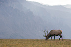 American elk