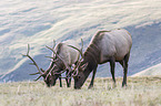 American elks