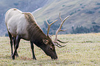 American elk