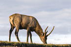 American elk