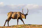 American elk