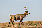 American elk