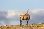 American elk