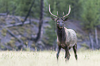 American elk