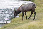 American elk