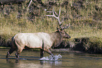 American elk