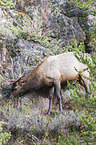 American elk