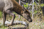 American elk