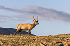 American elk