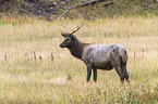 American elk