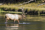 American elk