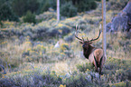 American elk