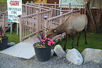 American elk