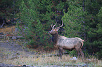 American elk