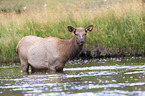 American elk