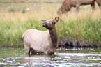 American elk