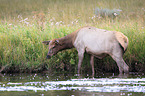 American elk