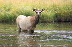 American elk