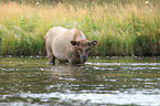 American elk