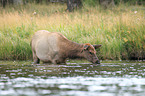 American elk