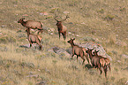 American elks