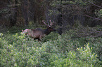 elk