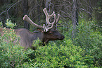 elk